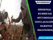 Шинжонда юз минглаб мусулмонлар пахта далаларида мажбуран ишлатилмоқда