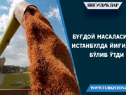 Буғдой масаласида Истанбулда йиғилиш бўлиб ўтди